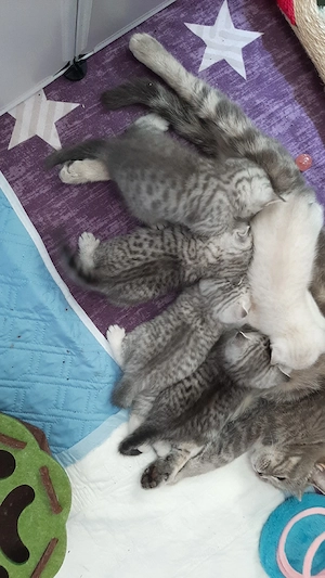 Nur noch 2 Kitten frei! BKH British Kurzhaar Silver-, black-tabby ab September abgabebereit   