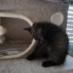 Kleiner Kater sucht ein Zuhause 