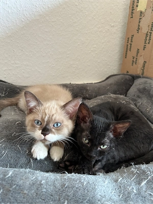 Außergewöhnliche Devon Rex Mischlings Kitten