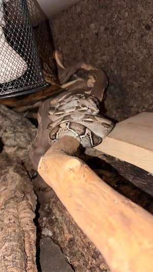 boa kaiserboa  Bild 3