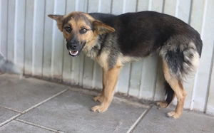 Unsichere Peaches sucht Zuhause, dass ihr Sicherheit schenkt