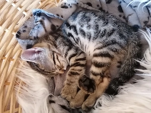 Bengal mix Kitten 