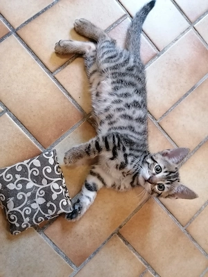  Bengal mix Kitten 
