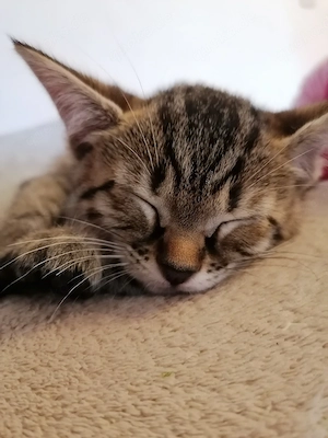  Bengal mix Kitten 