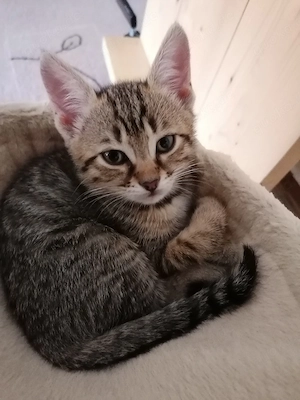 Bengal mix Kitten 