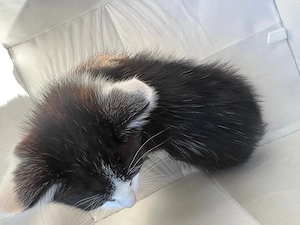 Süßer Japanische-Schildpatt-Mix-Kater sucht liebevolles Zuhause