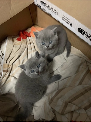 BKH Kitten