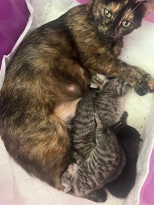 Süße Katzenbabys suchen liebevolles Zuhause