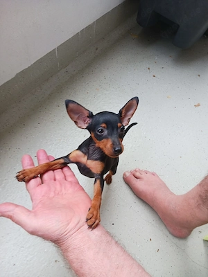 Zwergpinscher Welpen 