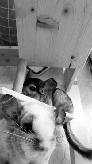 2 Chinchillas zu verkaufen 