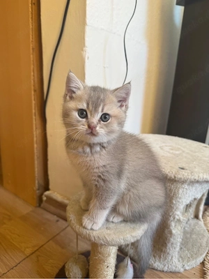 BKH Kitten