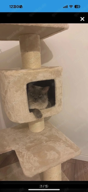 kater zu verkaufen