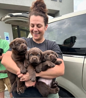    Labrador Retriever Welpen   Rüden & Hündinnen | 11 Wochen alt | Bereit für ein liebevolles Zuhaus
