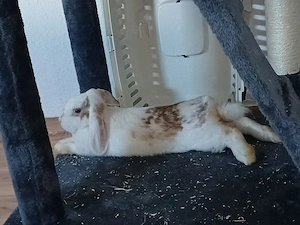 Junges Widder kaninchen