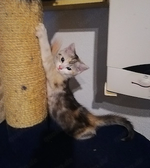 Perser - Mix Kitten