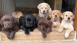    Reinrassige Labrador Retriever Welpen   Rüden & Hündinnen | 11 Wochen alt | Verfügbar   