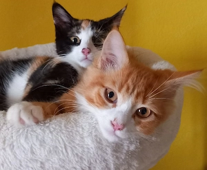 wunderschön Katerchen in liebevolle Hände abzugeben 