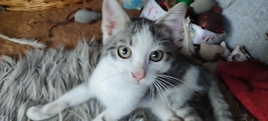 Katzenbaby's  Heilige Birmamix  Abgabebereit!