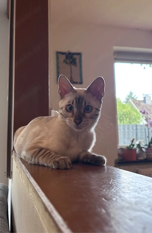 Snow bengal katze sucht ein liebevolles Zuhause 