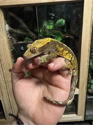 Kronengecko Harlequin partial Pinstripe