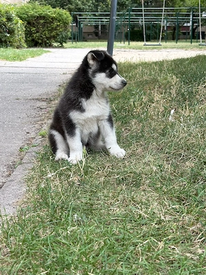 Sibírsky husky