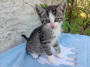 Kleine Maus sucht ihre Familie