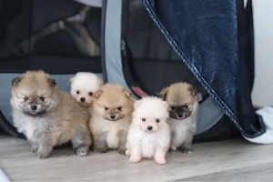 Pomeranian welpen 5 stück 