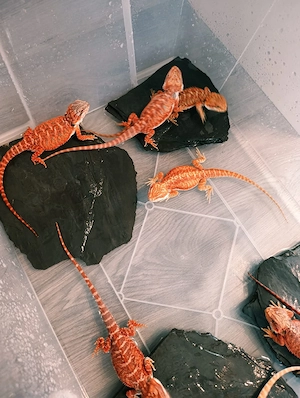 1 4 Red Monster Bartagamen Nachzuchten Hypo Translucent het. Hypo
