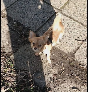 Hilfe gesucht   Wer kennt Bella? 