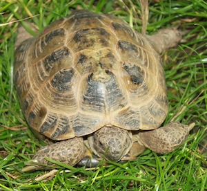 Steppenschildkröte, Vierzehenschildkröte männlich 12 Jahre Bild 2
