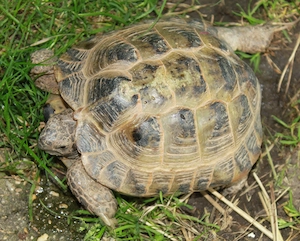 Steppenschildkröte, Vierzehenschildkröte männlich 12 Jahre Bild 3