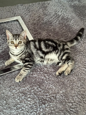 BKH Kitten Black Silver Tabby Classic 