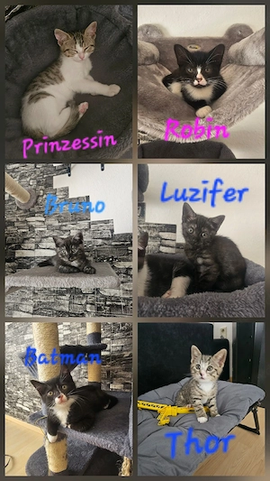 6 Kitten suchen Zuhause - Auszugbereit