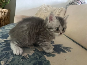 Babykätzchen BKH sucht ein neues Hause