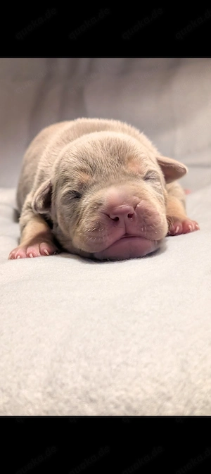 American Bully xl Welpen ABKC