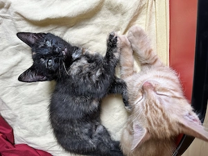 Katzenbabys ,Kitten ,Babykatze 