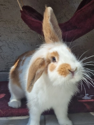    Zwergkaninchen  Pikachu  sucht ein neues Zuhause   30