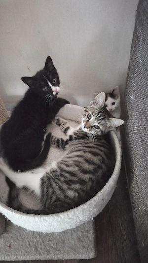 Süße Katzenbabys suchen ein neues Zuhause