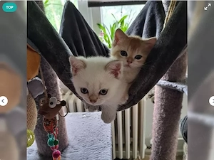 Süße BKH Kitten 2  Abgabebreit