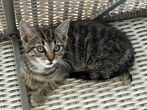 kleiner junger Kater - Max - 12 Wochen - grau getigert - Katze, Kitten