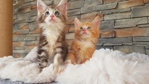 Maine Coon Kitten Kater 