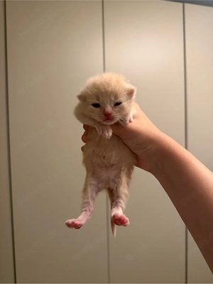 BKH kitten