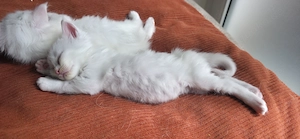 Main Coon Kitten