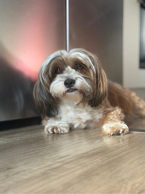 Wurfankündigung Shih Tzu Welpen Mitte August erwartet