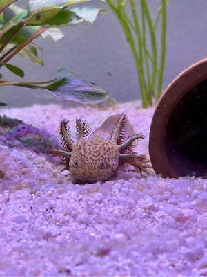 Axolotl Jungtiere Wildling-Copper