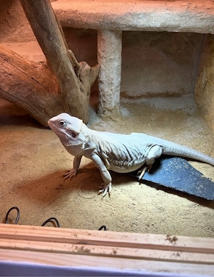 Zero Bartagame Weibchen