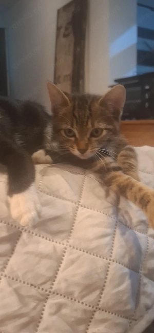 Britisch Langhaar Mix kitten zur Abholung bereit 