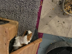 meerschweinchen 