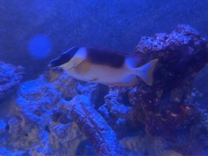 Meerwasseraquarium Auflösung