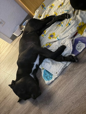 Mailo sucht ein neues Zuhause 